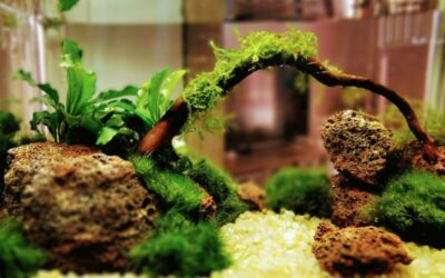 Mini Aquascape : Une Oasis de Sérénité sur mon Bureau
