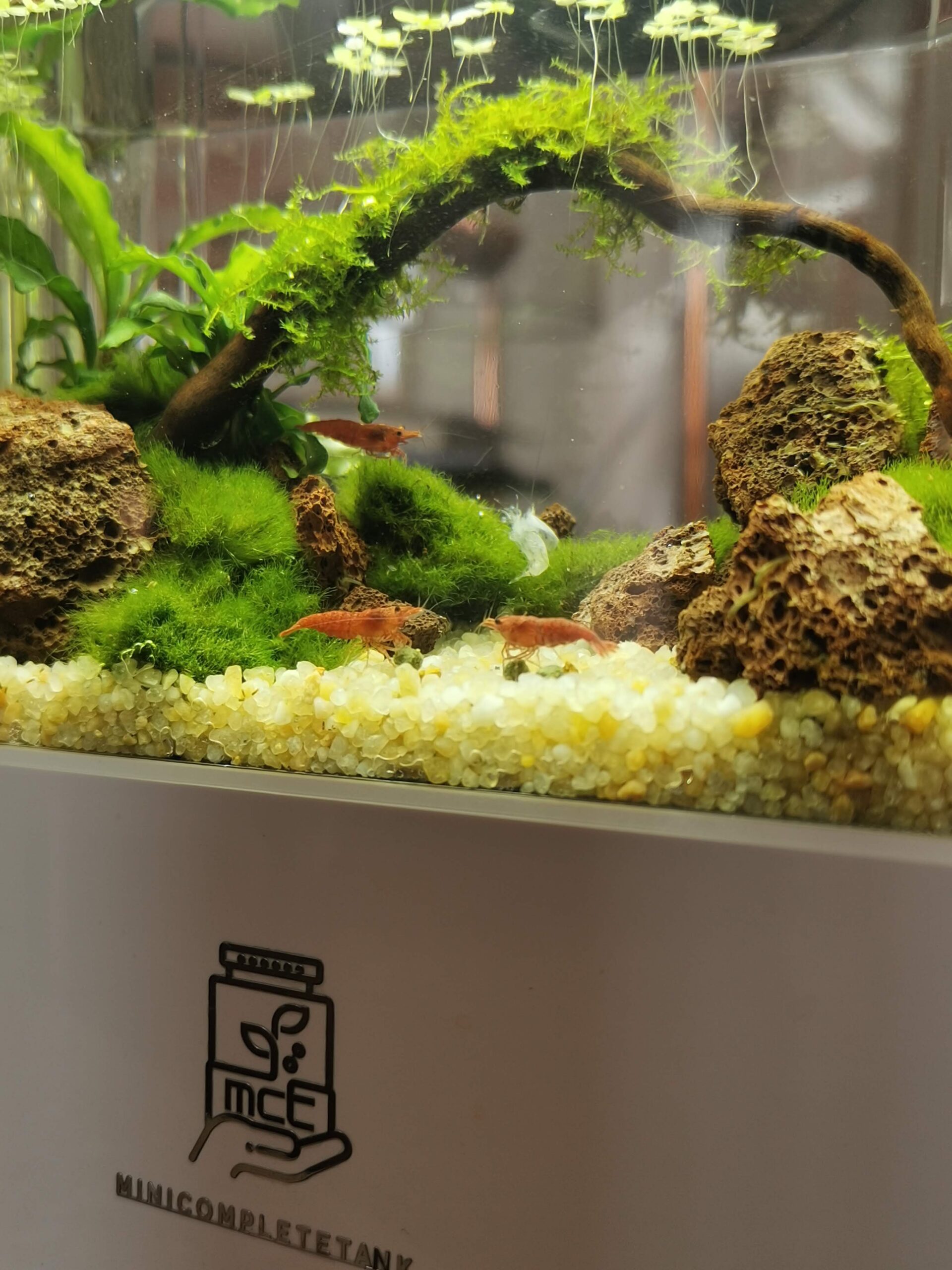 Plonge dans mon mini aquascape, une oasis de tranquillité sur mon bureau. Découvre comment créer une harmonie aquatique dans un espace restreint.